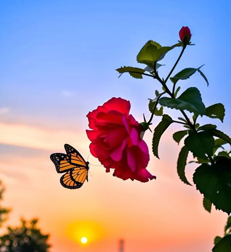 Dp For Whatsapp Butterfly, Butterfly Dp, Flower Whatsapp Dp, Best Dp For Whatsapp, Flower Captions For Instagram, Iphone Wallpaper Clock, Cute Wallpapers For Android, Dp For Whatsapp Profile, Globe Flower