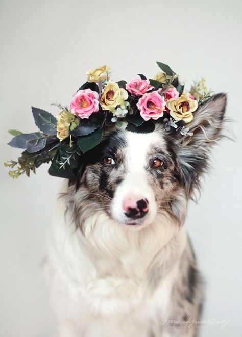 I Photograph Dogs To Show The World How Awesome They Are | Bored Panda Dogs Photography, Easiest Dogs To Train, Airedale Terrier, Trendy Flowers, Dog Flower, Flower Crowns, Dog Photography, Beautiful Dogs, Border Collie