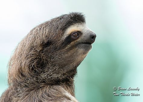 Three-toed Sloth | Closeup of a Brown-throated Three-toed Sl… | Flickr Sloth Wallpaper, Sloth Facts, Sloth Blanket, Animal Rugs, Animal Close Up, Two Toed Sloth, Three Toed Sloth, Sloth Design, Grey Throw Blanket