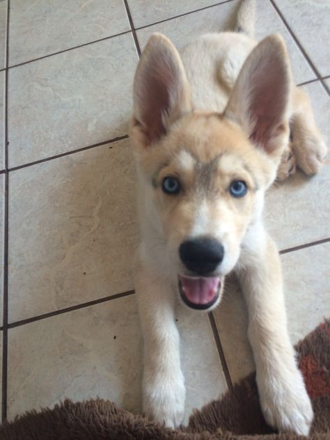 Shepsky Dog, German Shepard Husky Mix, Gerberian Shepsky, Husky Cross, Siberian Husky Mix, Dog Mixes, Hybrid Dogs, Pretty Dogs, Dog Sledding