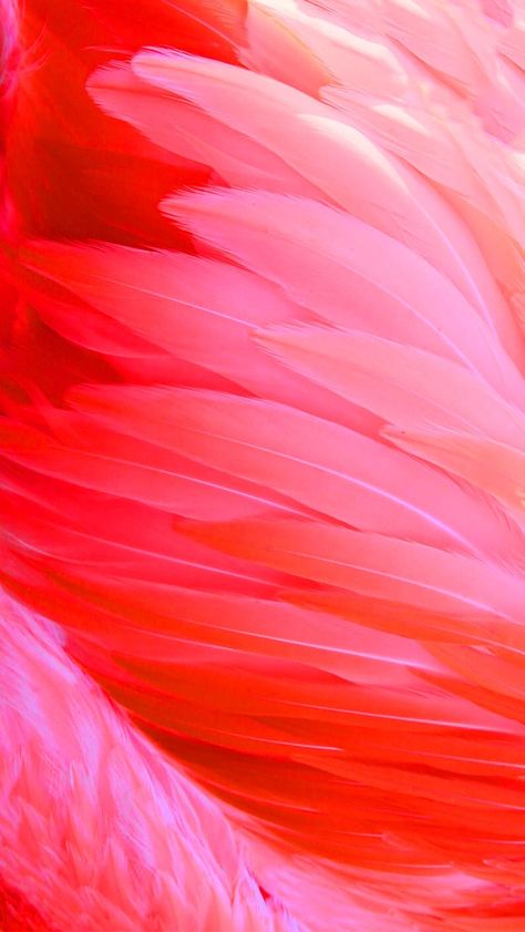 Flamingo feathers Flamingo Phone Wallpaper, Flamingo Feather Tattoo, Flamingo Aesthetic, Flamingo Feathers, Flamingo Feather, Easter Nail Art Designs, Flamingo Pictures, Red Flamingo, Acrylic Painting Inspiration