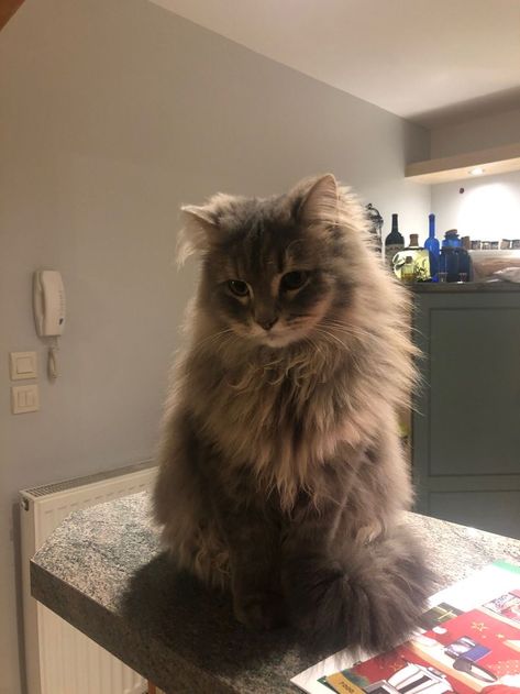 Siberian Cat Aesthetic, Siberian Cat Kitten, Fluffy Tabby Cat, Pinterest Selfie, Makeup Emo, Long Haired Cat, Teen Makeup, Siberian Cats, Regnul Animal