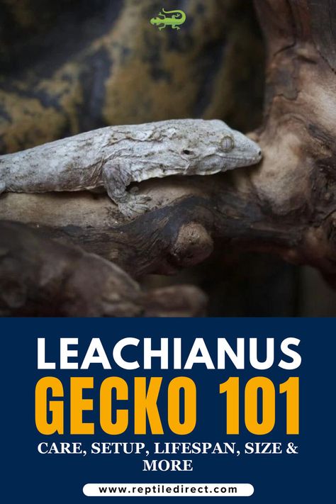 A promotional image for 'Leachianus Gecko 101: Care, Setup, Lifespan, Size & More,' featuring a Leachianus gecko resting on a branch. Gecko Enclosure, Lizard Habitat, Heart Leaf Philodendron, Reptile Care, New Caledonia, Water Droplets, Fake Plants, Gecko, Live Plants