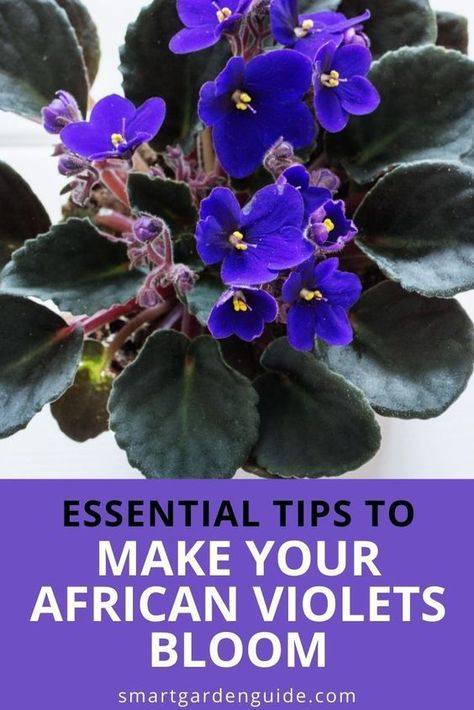 How To Get African Violets To Bloom, Africa Violets, Indoor Flower Garden, Clematis Care, African Violet Care, African Violet Pots, Indoor Flowering Plants, African Violets Plants, Violet Plant