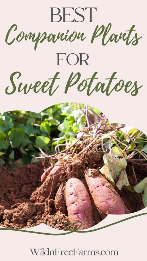 companion plants for sweet potatoes Sweet Potato Companion Plants, Sweet Potato Companion Planting, Potatoes Garden, Herb Companion Planting, Potato Companion Plants, Food Forests, Sweet Potato Slips, Best Companion Plants, Potato Gardening