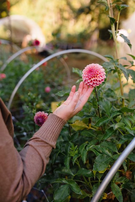 Fraylick Farm - Waking Up Your Tubers Dahlia Growing, Black Tarp, Beginning And End, Dahlia Tubers, Growing Dahlias, So Many Questions, Flower Gardening, Flower Therapy, Potting Soil