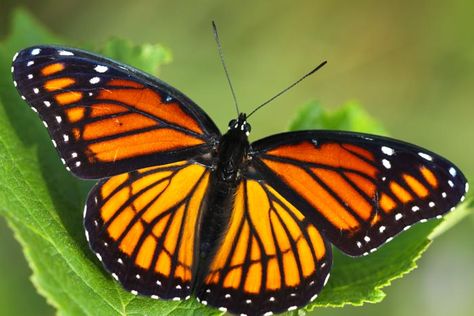 monarch butterfly | All of Nature: Monarch and Viceroy Butterflies Viceroy Butterfly, Monarch Tattoo, Beautiful Moths, Butterfly Monarch, Chainsaw Wood Carving, Panther Tattoo, Butterfly Images, Fly Free, Chainsaw Carving