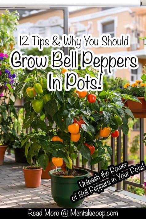 12 Tips & Why You Should Grow Bell Peppers In Pots! - Mental Scoop Peppers In Pots, Grow Bell Peppers, Bell Pepper Plant, Growing Peppers, Growing Herbs Indoors, Organic Pest Control, Pepper Plants, Bountiful Harvest, Herbs Indoors