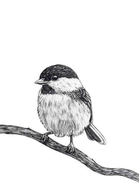 Chickadee Drawing, Bird Pencil Drawing, Landscape Pencil Drawings, Bird Sketch, Nature Art Drawings, Animal Drawings Sketches, Nature Sketch, Art Drawings Sketches Pencil, Sketch Ideas