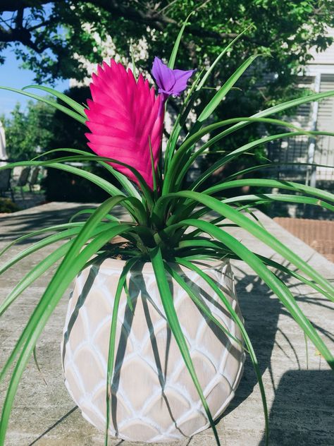 Tillandsia cyanea from my garden. Tillandsia Cyanea, My Garden, Air Plants, Plants, Flowers, Pink