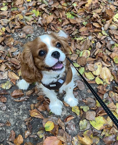 Cavalier King Charles Spaniel Brown, Kings Charles Cavalier Spaniel, Cavalier King Charles Spaniel Aesthetic, Cavalier King Spaniel, King Spaniel, Cavalier Dog, Cavalier Puppy, Cavalier King Charles Dog, King Charles Dog