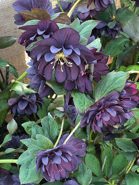 Hellebore Orientalis, Small Town Garden Ideas, Hellebore Plants, Hellebore Plant, Helleborus Orientalis, Goth Garden, Gothic Garden, Flower Boutique, Cut Flower Garden