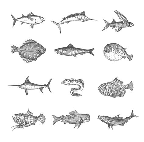 Premium Vector | Sea and ocean isolated fish vector sketches. tuna, blue marlin, anglerfish and puffer fish, flounder, herring and moray eel, flying gurnard, perch and swordfish, isolated hand drawn monster animals Moray Eel Tattoo, Arowana Tattoo, Puffer Fish Drawing, Flying Gurnard, Eel Tattoo, Blue Marlin Fish, Sharks Scary, Fish Sketch, Cute Narwhal