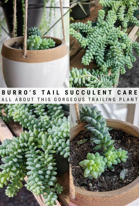 Propagate Succulents From Leaves, Flowering Succulents, Succulent Collection, Succulent Garden Diy, Propagating Succulents, Succulent Soil, Inside Plants, Indoor Plant Care, Growing Succulents