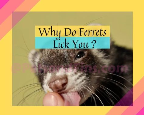 Ferrets are adorable and fun-loving creatures. Why do ferrets lick you? There could be many reasons why your ferret is licking you, such as the need to groom themselves, a sign of affection or because they want something from you. #instaferret #ferretgram #ferretnation #ferretmom #ferretlife #ferretsofinstagram #ferretworld #ferretofinstagram #ferretlove #ferretlover #petsandfins #lick Ferrets Care, A Sign Of Affection, Sign Of Affection, Animal Behaviorist, Pet Ferret, Grooming Routine, Fun Loving, A Sign, Ferret