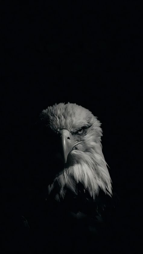 Eagle Dark Aesthetic, Aesthetic Photographs Of Nature, Beautiful Wallpapers For Iphone Black, Eagle Aesthetic Wallpaper, Black Animal Wallpaper, Black Photography Dark, Eagle Wallpaper Iphone, Eagle Pic, Haley Core