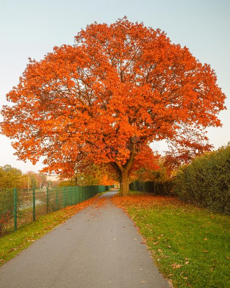 Red autumn oak tree. Image of the red autumn oak tree , #spon, #oak, #autumn, #Red, #red, #Image #ad Northern Red Oak, Red Oak Tree, White Oak Tree, Red Maple Tree, Red Autumn, Dripping Springs, Autumn Scenes, Unique Trees, Colorful Trees