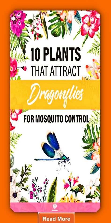 Dragonfly-Friendly Plants for a Mosquito-Free Yard! Dragonfly Habitat, Attract Dragonflies, Mosquito Plants, Mosquito Repelling, Mosquito Repelling Plants, Mosquito Control, Bee Garden, Garden Help, Garden Pests