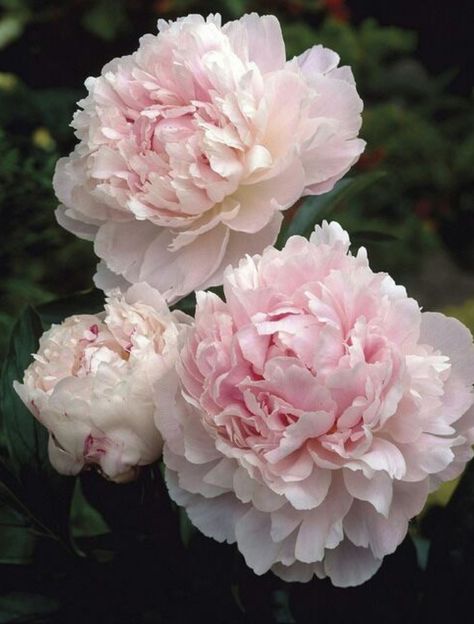 Flower Story Pion Flowers Aesthetic, Flower Aesthetic Peonies, Peonies Reference Photo, White Peony Photography, Flowers Photography Peonies, Areas Verdes, Peonies Garden, Pink Garden, Beltane