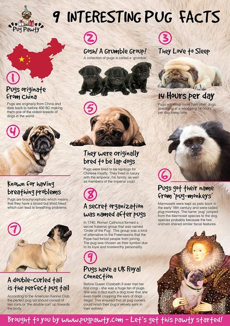 Check out the Pug Pawty 9 Interesting Pug Facts post here ---> https://pugpawty.com/blog/9-interesting-pug-facts/ #pug #puglife #pugsofinstagram #pugs #puglove #pugstagram #instapug #puppy #pugsnotdrugs #pugoftheday #lovepug #puglovers #pugbasement #pugpuppy #pugpuppies #puggle #pugnation #pugsrequest #puglover #pugmania Pug Training, Animal Knowledge, Pug Facts, Dog Facts, Pug Puppies, The Pug, Pug Lover, Cute Pugs, Pug Love