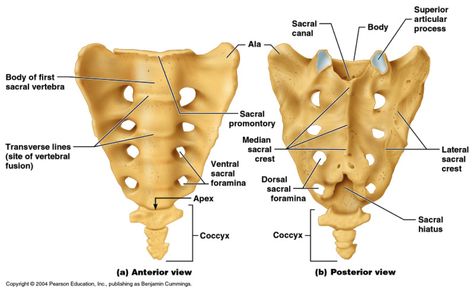 Sacrum Sacrum Anatomy, Skeletal System Anatomy, Human Skeletal System, Human Skeleton Anatomy, Anatomy Images, Anatomy Bones, Gross Anatomy, Skeleton Anatomy, Body Diagram