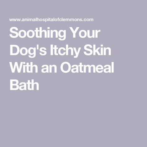 Soothing Your Dog's Itchy Skin With an Oatmeal Bath Oatmeal Bath For Dogs, Coconut Oil Bath, Dog Skin Problem, Oatmeal Bath, Homemade Oatmeal, Dry Itchy Skin, Dog Skin, Dog Bath, Skin Disorders