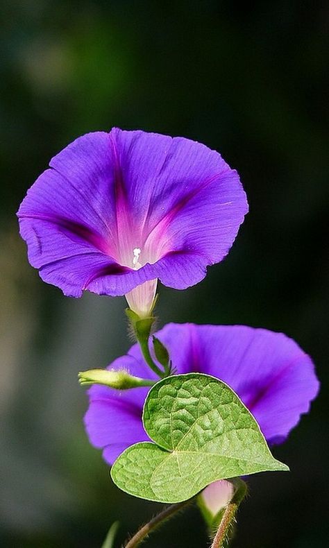 Morning Glory Flowers, Blossom Garden, Garden Vines, Beautiful Flowers Pictures, Morning Glory, Exotic Flowers, Purple Flower, Flower Beauty, Flowers Nature