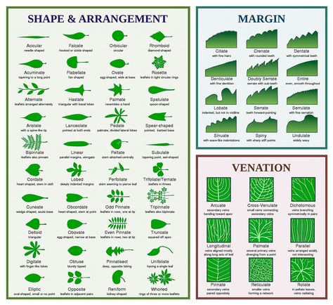 (1) Facebook Plant Identification Chart, Drawing Leaves, Tree Id, Plant Identification, Egg Shape, Leaf Shapes, Study Tips, Fine Hair, Diamond Shapes