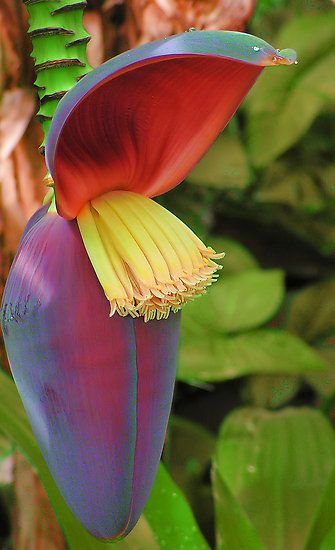 wisconsin flowering tree Banana Seeds, Banana Flower, Flowering Tree, Seed Pod, Banana Tree, Unusual Plants, Unusual Flowers, Gossip News, Rare Flowers