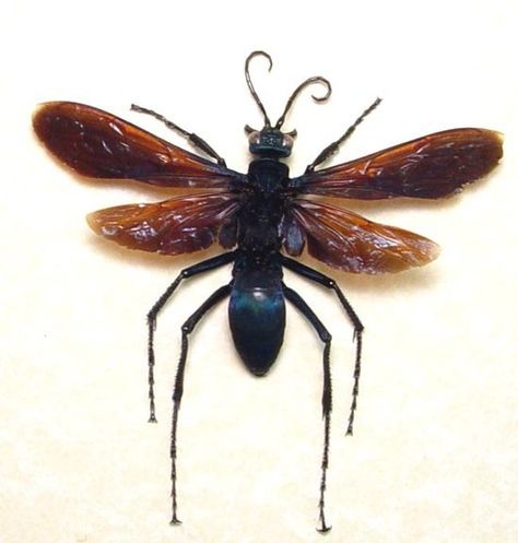 BLACK WING FEMALE TARANTULA HAWK PEPSIS WASP Tarantula Hawk Tattoo, Tarantula Hawk Wasp, Wasp Tattoo, Tarantula Hawk, Hawk Tattoo, Black Wings, Beautiful Bugs, Wasp, Bugs And Insects