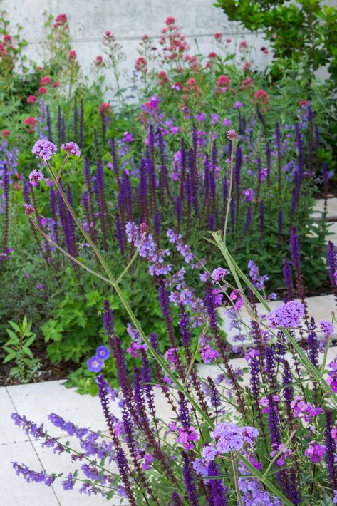 Erysimum Bowles Mauve, Salvia Caradonna Combination, Verbena Bonariensis Combination, Salvia Caradonna, Bowles Mauve, Flower Combinations, Salvia Nemorosa, Verbena Bonariensis, Beautiful Entrance