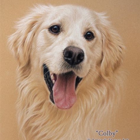 English Cream Golden Retriever Pastel Portrait | Golden Retriever Portraits Golden Retriever Illustration, Golden Retriever Drawing, Golden Retriever Painting, Dog Drawing Tutorial, Pet Portraiture, Golden Retriever Art, Dog Portraits Art, Dog Body Language, Dog Pics