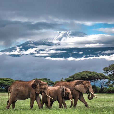 A journey through Tanzania's Serengeti National Park and Ngorongoro Conservation Area. Spend your holiday in Tanzania for..... #safari #elephant #travel #vacation #africa #serengeti #tanzania Ngorongoro Crater, Elephant Wallpaper, The Great Migration, Africa Wildlife, Animal Conservation, Tanzania Safari, Serengeti National Park, Mount Kilimanjaro, Natural Ecosystem