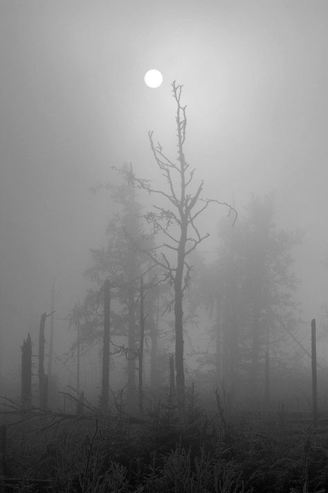 Bella Luna Foggy Trees, Michael Kenna, Foggy Forest, Hauntingly Beautiful, Foto Art, The Mist, The Fog, Dark Forest, Black Forest