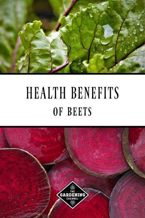 Learn the health benefits of eating beets and how to use all the beet, including the leaves and beet root. #gardeningchannel #gardening #vegetablegardening Beet Benefits Health, Best Way To Eat Beets, Beet Root Benefits, What To Do With Beets From The Garden, Health Benefits Of Beets, Beets Health Benefits, Benefits Of Beets, All Natural Home, Beet Green Recipes