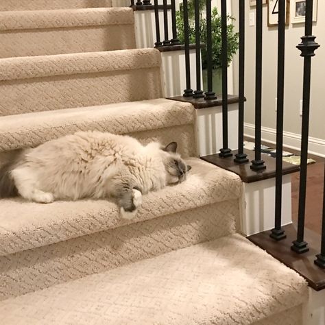 Best Carpet For Stairs, Mirrors Bedroom, Stairway Carpet, Blob Mirrors, Pet Friendly Flooring, Decor Kitchen Ideas, Best Rugs, Cat Area, Room Ideas Living Room