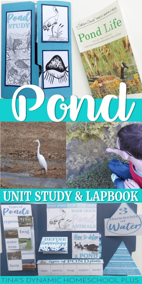 Pond Unit Study, Homeschool Handicrafts, Ideas Lapbook, Pond Activities, Summer Studying, Morning Baskets, Lapbook Ideas, Pond Animals, Summer Homeschool