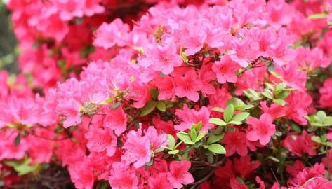 What To Plant Under Oak Trees - 20 Perfect Solutions! Azalea Companion Plants, Barberry Bush, Acidic Soil, Soil Texture, Climbing Hydrangea, Types Of Grass, Companion Plants, Dogwood Trees, Oak Trees