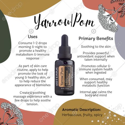 Yarrow Oil Uses, Yarrow Pom Doterra Uses, Yarrow Essential Oil Benefits, Guaiacwood Doterra, Doterra Yarrow Pom, Doterra Helichrysum, Yarrow Essential Oil, Yarrow Pom, Essential Oil Combinations