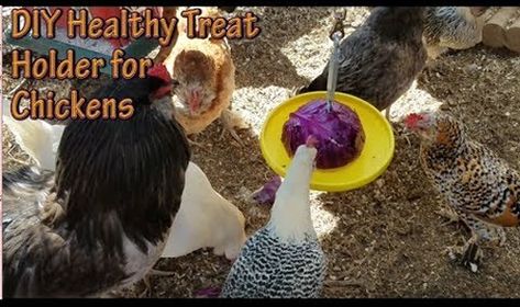 DIY Chicken Treat Holder... #chickens #homestead #chickentreats #homesteading Chicken Treat Holder, Chicken Enrichment, Chickens Homestead, Hen Houses, Homestead Lifestyle, Suet Cakes, Meal Worms, Chicken Diet, Tomato Chicken