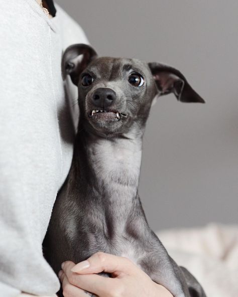 Italian Greyhound Photography, Mini Italian Greyhound, Mini Greyhound, Blue Italian Greyhound, Miniature Italian Greyhound, Greyhound Puppies, Greyhound Dogs, Hell Hounds, Psy Chihuahua