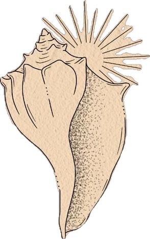 Shell Tattoo Design, Conch Shell Tattoo, Shell Tattoo, Shell Tattoos, Simple Tattoo, Conch Shell, Conch, Simple Tattoos, Tattoo Design