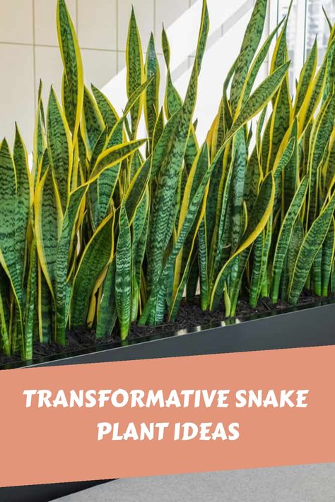 Transformative Snake Plant Ideas Snake Plant Wall Planter, Snake Plant Room Divider, Snake Plant In Living Room, Plant Tray Ideas, Snake Plant Indoor Decor Ideas, Indoor Snake Plant Decor, Snake Plant Arrangement Indoor, Snake Plant Planter Ideas, Indoor Snake Plant