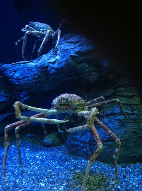 *King Crabs Atat Walker, Aquarium Of The Pacific, Water Planet, Ice Planet, Snow Crab, Alien Movie, Falling Skies, Water Creatures, Life Under The Sea