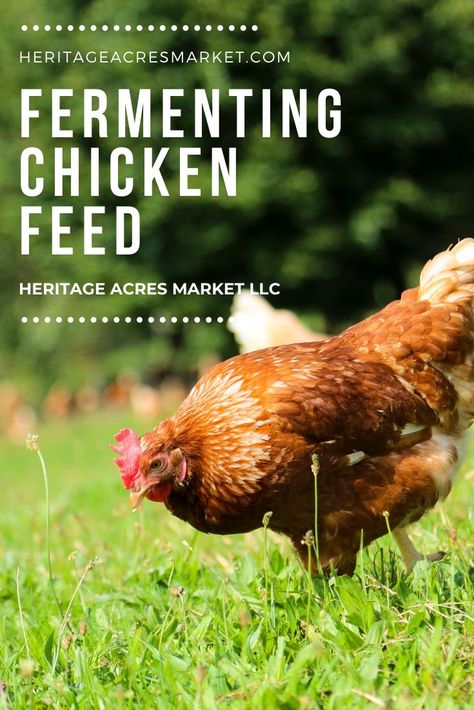 If you’ve had chickens for any length of time, you’ve probably heard of fermented chicken feed. Fermented chicken feed is a probiotic filled, money-saving, health-benefiting super feed that is simple to make at home. Fermented chicken feed is a probiotic-rich, easily digestible, more nutritious feed created by soaking the chickens regular feed-in dechlorinated water for several days. Think of it like yogurt for your chickens. #homesteading#backyard#backyardfarm Chickens, Guineas, Pou Fermented Chicken Feed, Fermenting Chicken Feed, Organic Chicken Feed, Laying Chickens, Feeding Goats, Backyard Chicken Coop Plans, Sprouted Grains, Raising Backyard Chickens, Chicken Garden