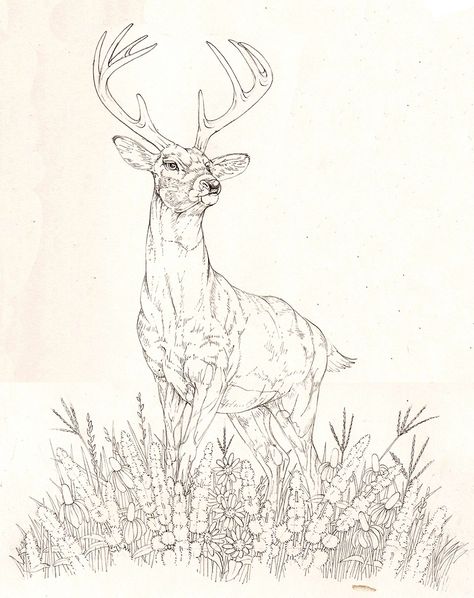 Illustrating a Deer for Packaging - Lizzie Harper Embroidery Deer Pattern, Sketches Of Deer, Deer Drawing Sketches, Deer Art Drawing, Deer Line Drawing, Drawing Of A Deer, Deer Drawings, Drawing Deer, Lizzie Harper