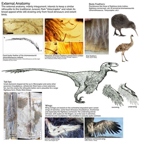 Wing Diagram, Dinosaur Anatomy, Feathered Raptor, Prehistoric Animals Dinosaurs, Jurassic World Movie, Dinosaur Skeletons, Tom Parker, Dinosaur Pictures, World Movies