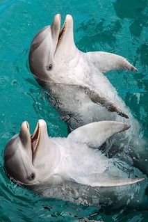 Love dolphins!!! 🐬❤️🐬 | Delia Velicescu | Flickr Dolphin Photos, Underwater Animals, A Dolphin, Beautiful Sea Creatures, Water Animals, Cutest Animals, Beautiful Sea, Italian Greyhound, Marine Animals