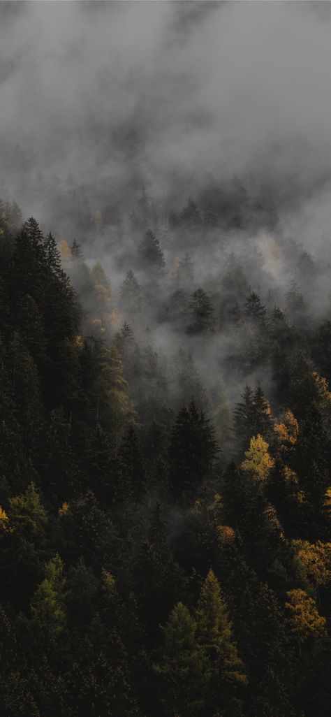 The autumn #Rieserferner-AhrnNaturePark #italy #androidwallpaper #nature #autumn #fall #iPhone11Wallpaper Outdoor Iphone Wallpaper, Moody Wallpaper, Dark Naturalism, Iphone Wallpaper Fall, Fall Background, Hd Wallpapers For Mobile, Forest Wallpaper, Tapeta Pro Iphone, Images Esthétiques