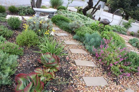 DreamScapes - landscaping, indigenous, Cape Town Patio Town Garden Ideas, Water Wise Front Yard, Garden Ideas South Africa, Indigenous Garden, Small Garden Tractor, Waterwise Landscaping, Small Trees For Garden, Evergreen Landscape, Garden Landscaping Ideas